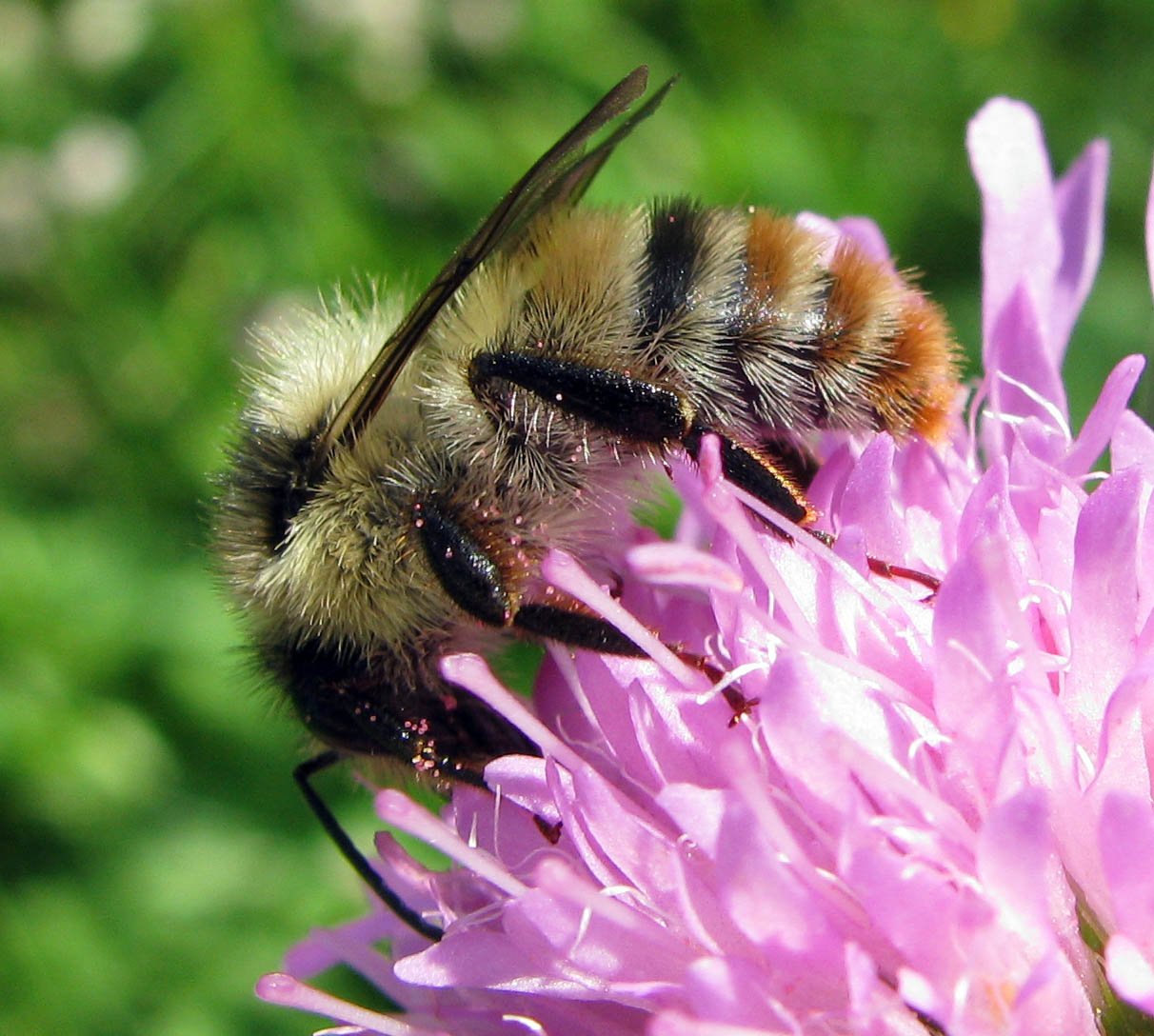 Bombus da identificare (per quanto possibile)